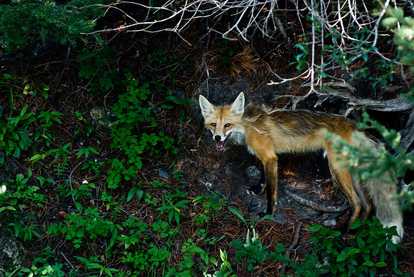 (�2009) Red Fox