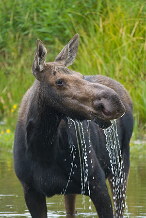 (�2009) Moose (Cow with Calf)