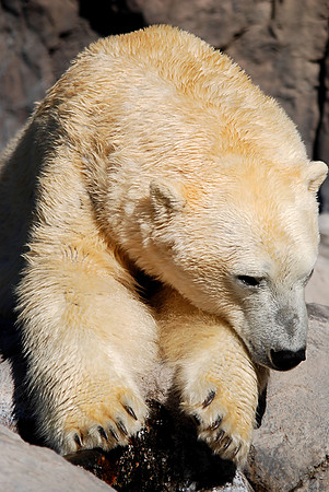 Polar Bear