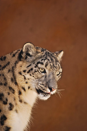 Snow Leopard