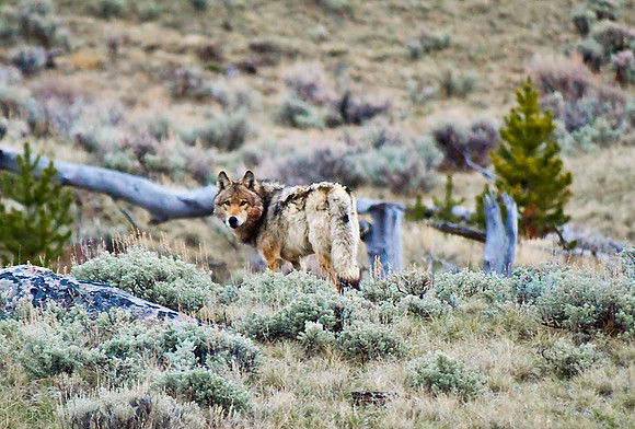 (�2010) Grey Wolf