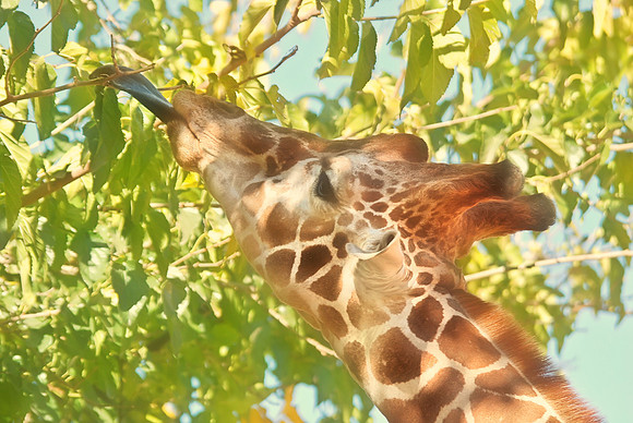Giraffe