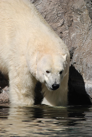 Polar Bear