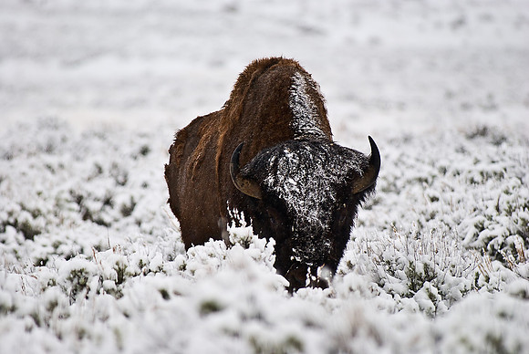 (�2010) American Bison