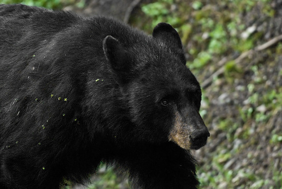 (�2009) Black Bear