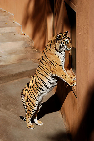 Bengal Tiger
