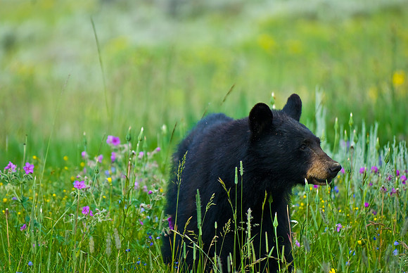 (�2009) Black Bear