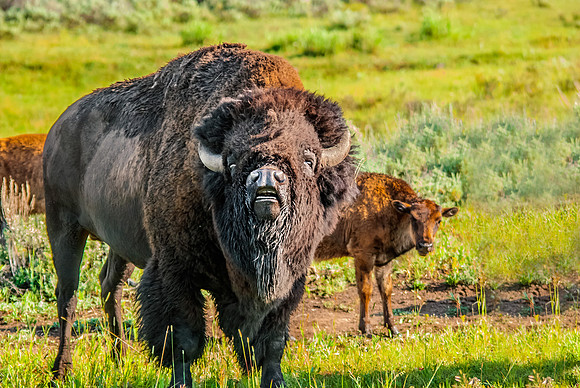 (�2012) Buffalo (American Bison)