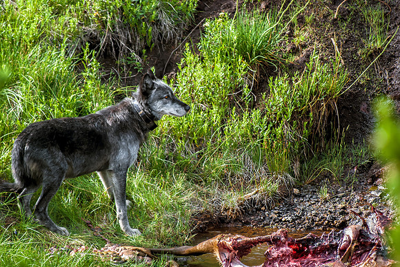(�2012) Grey Wolf (Canyon Pack)