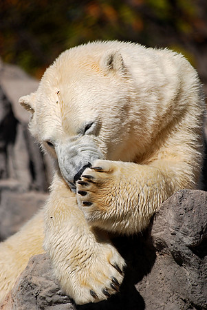 Polar Bear