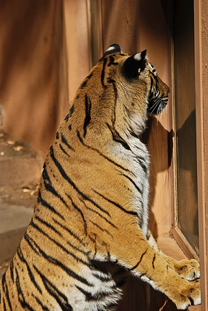 Bengal Tiger