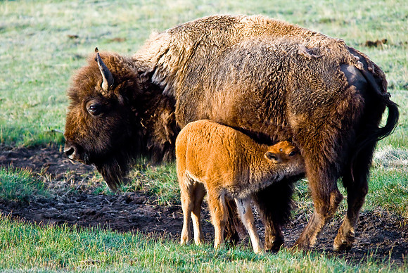 (�2010) American Bison