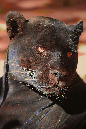 Black Panther