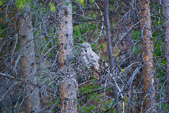 (�2010) Great Grey Owl