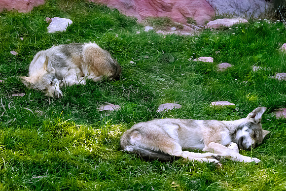 (�2012) Grey Wolf (Canyon Pack)