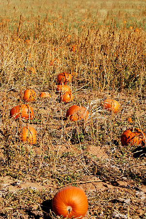 Pumpkin Patch