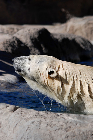 Polar Bear