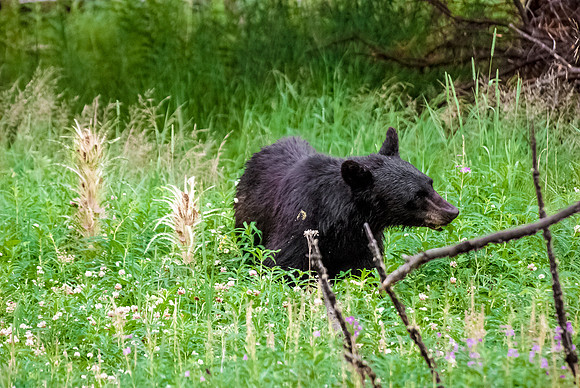 (�2012) Black Bear