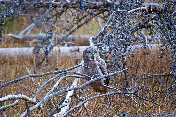 (�2010) Great Grey Owl