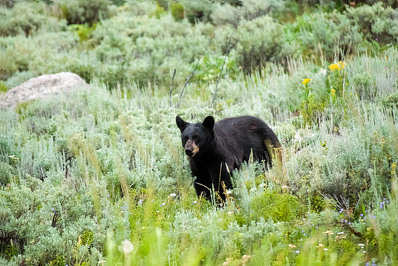 (�2012) Black Bear