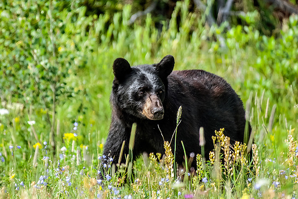 (�2012) Black Bear