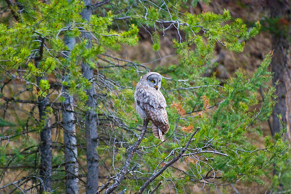 (�2010) Great Grey Owl
