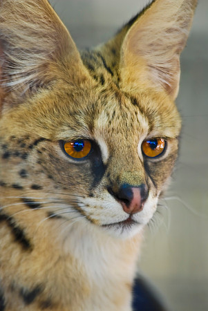 Serval