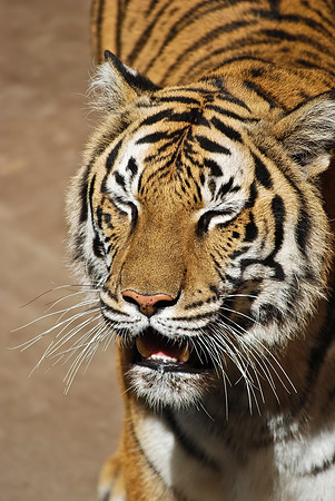 Bengal Tiger