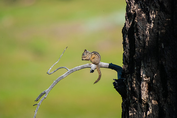 (�2012) Chipmunk (Least Chipmunk)
