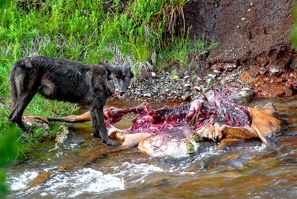 (�2012) Grey Wolf (Canyon Pack)