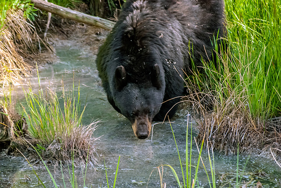 (�2012) "Rosie" (Black Bear sow and two cubs)