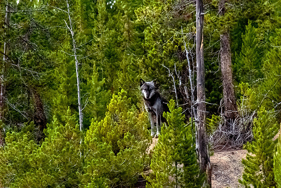 (�2012) Grey Wolf (Canyon Pack)