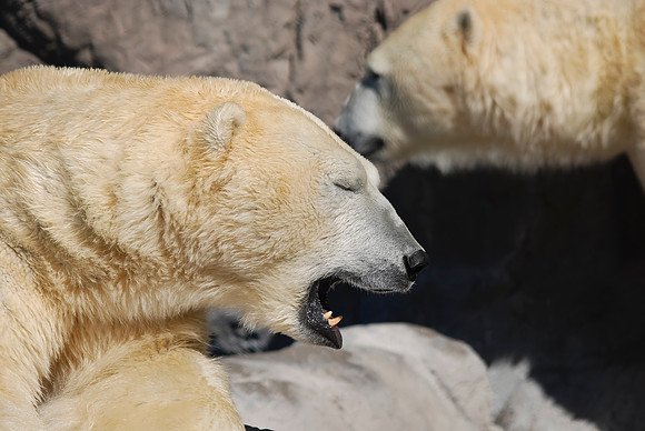 Polar Bear
