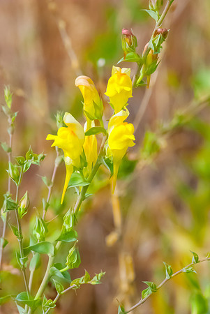 (�2012) Flowers