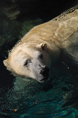 Polar Bear