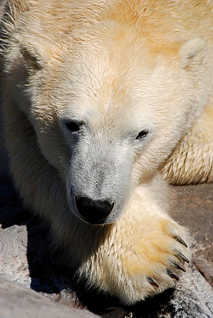 Polar Bear