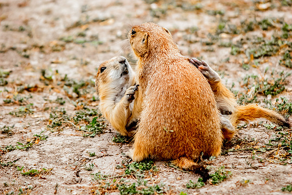 (�2012) Prarie Dog