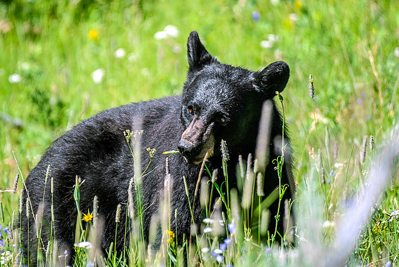 (�2012) Black Bear