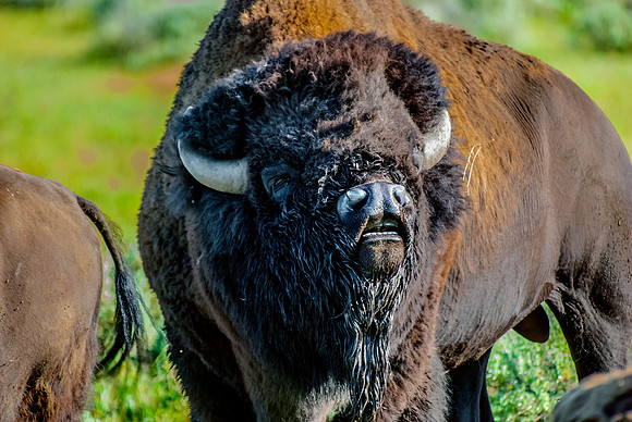 (�2012) Buffalo (American Bison)