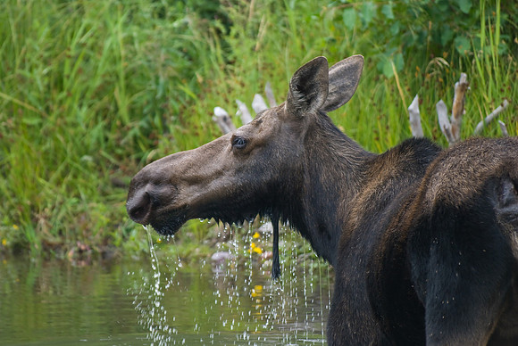 (�2009) Moose (Cow with Calf)