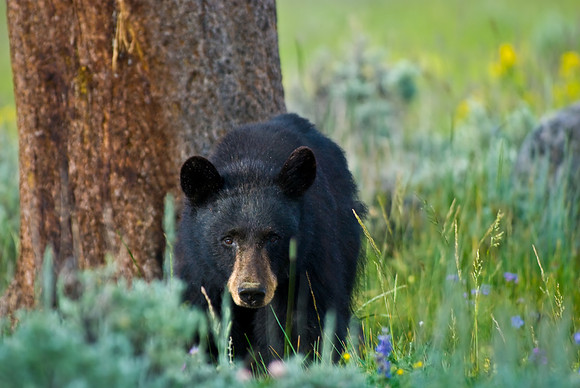 (�2009) Black Bear
