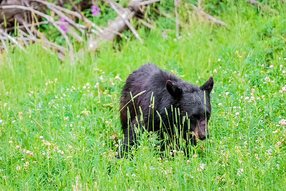 (�2012) Black Bear
