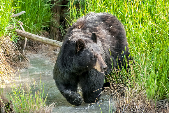 (�2012) "Rosie" (Black Bear sow and two cubs)