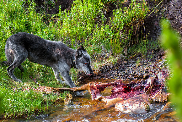 (�2012) Grey Wolf (Canyon Pack)