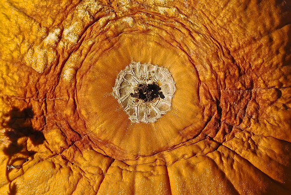 Pumpkin Bottom