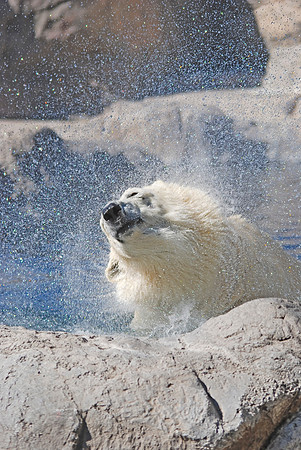 Polar Bear