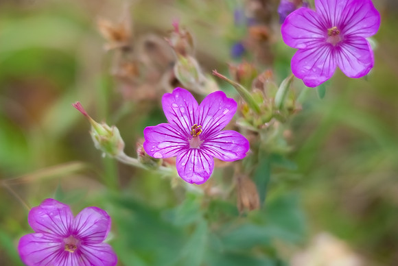 (�2012) Flower