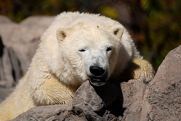 Polar Bear