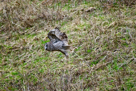 (�2010) Great Grey Owl