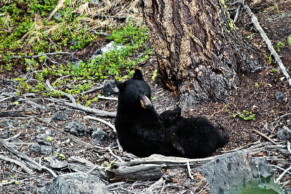 (�2010) "Rosie" (Black Bear sow and cub)